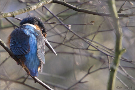 IJsvogel