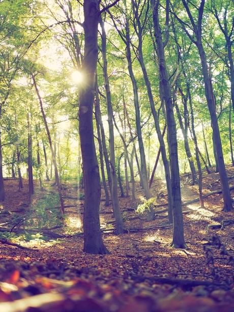 Sunny forest in autumn