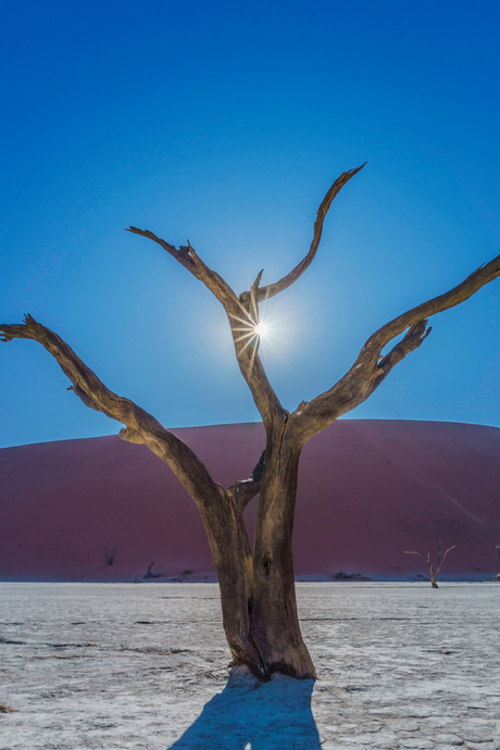 Sossusvlei Acacia tree