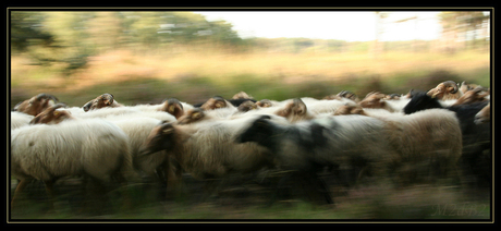 Snelle schapen