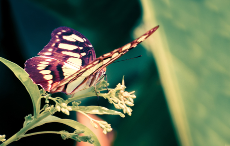 Vlinder - liberté fotografie