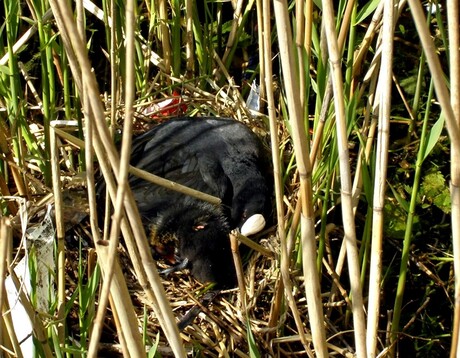 Waterkip verzorgt jong