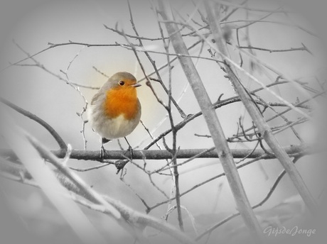 Robin