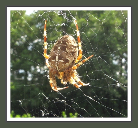 Een spinnetje