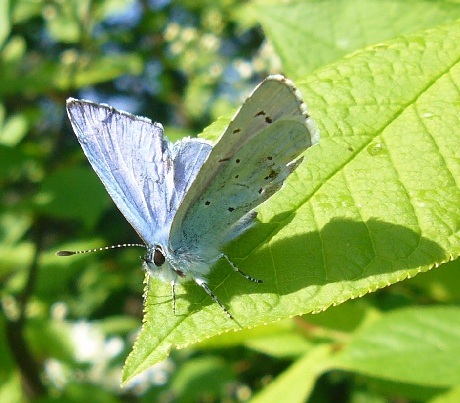 Boomblauwtje.