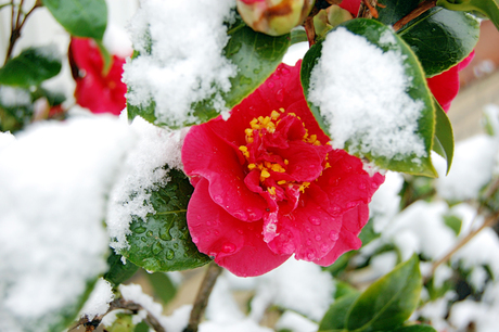 Japanse Roos in de sneeuw