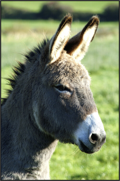 Donkey