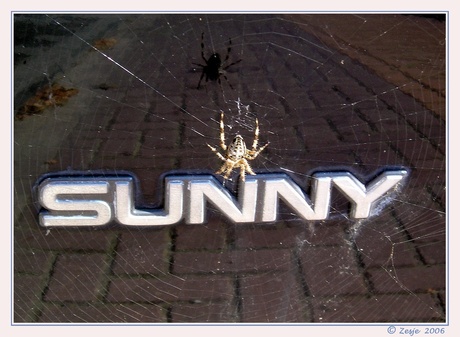 spider love,s sun