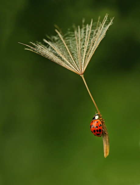 Parachutist