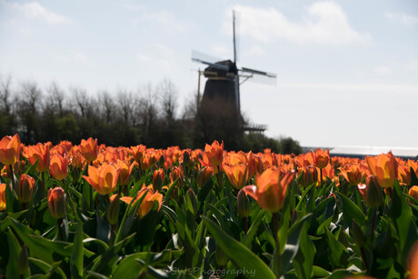 Daar bij de Molen