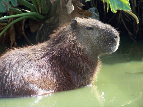 Capivara in Holambra Brasil