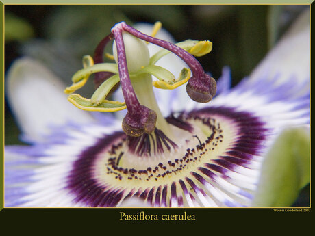 Passiflora