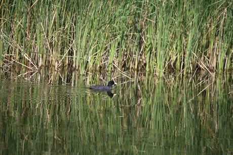 Meerkoetje