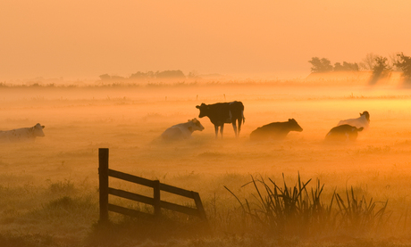 koeien bij een mistige zonsopgang