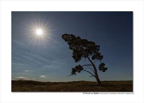 Zonnewijzer