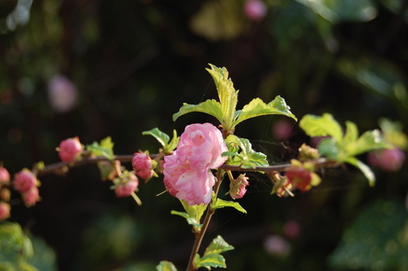 Het lijnenspel van de bloem