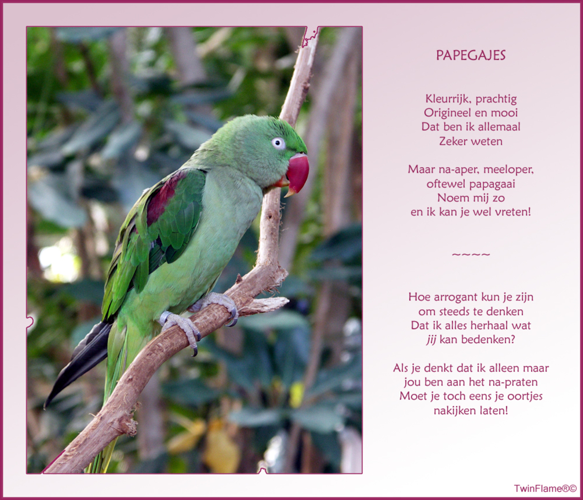 my favourite pet parrot essay