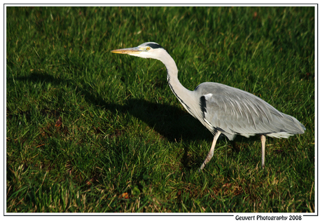 Reiger