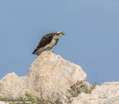 Bonaire 2017