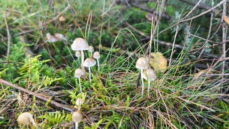 Kleine paddenstoelen in de herfst