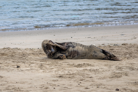 Zeehond wil niet op de foto.