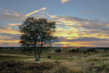 Zonsondergang op deheide