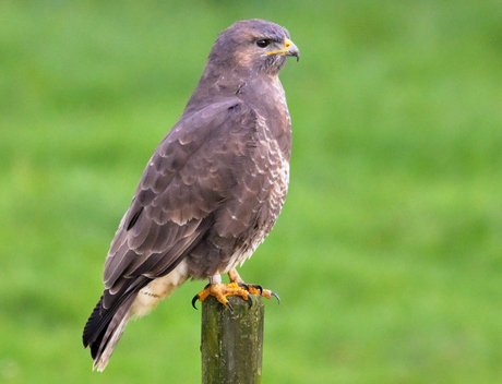 Buizerd