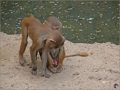 Wat hebben we hier …