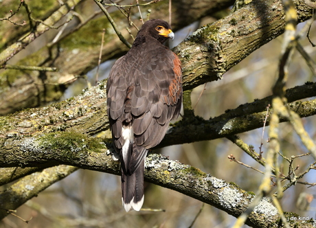 woestijnbuizerd