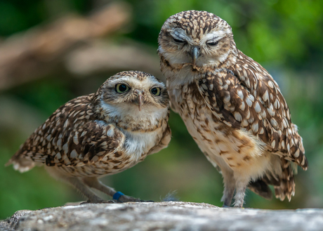 Duo