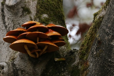 Paddestoelen op een beuk