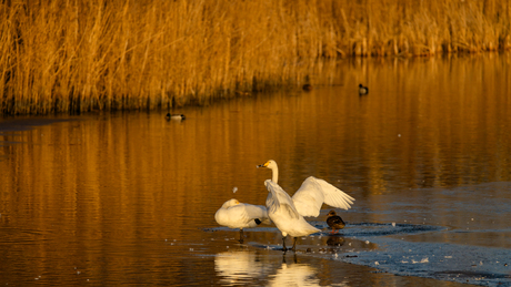 Wilde zwanen op ijs