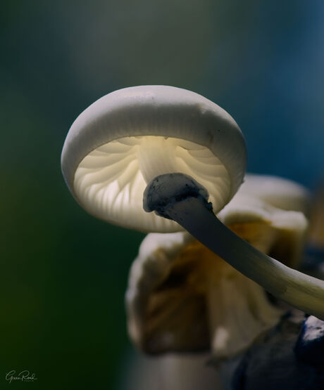 Translucent Mushroom