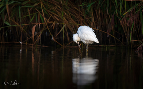 kleine zilverreiger