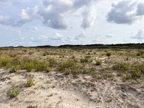 Landschap Ouddorp strand