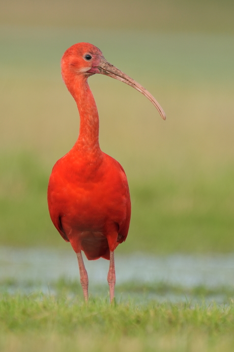 Rode Ibis in de Nieuwe Dordtse Biesbosch