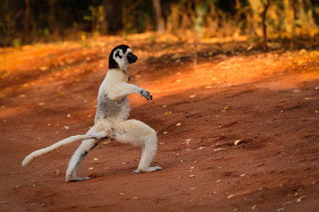 dansende lemur
