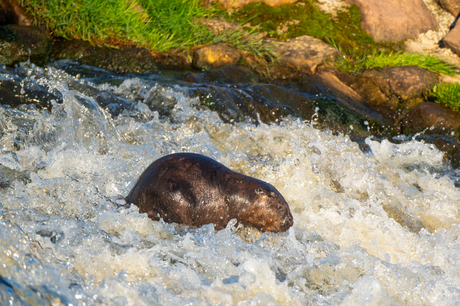 bever