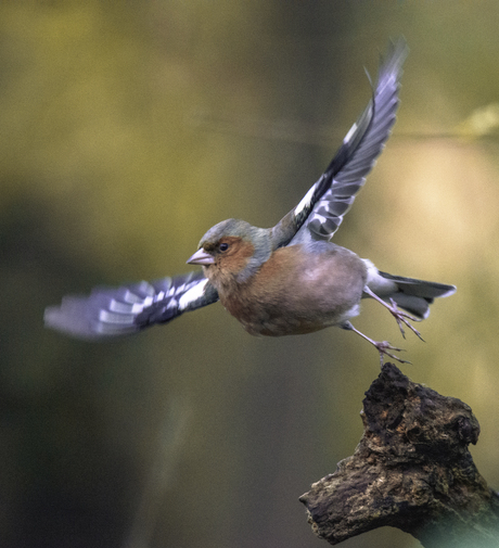Vink in flight modus