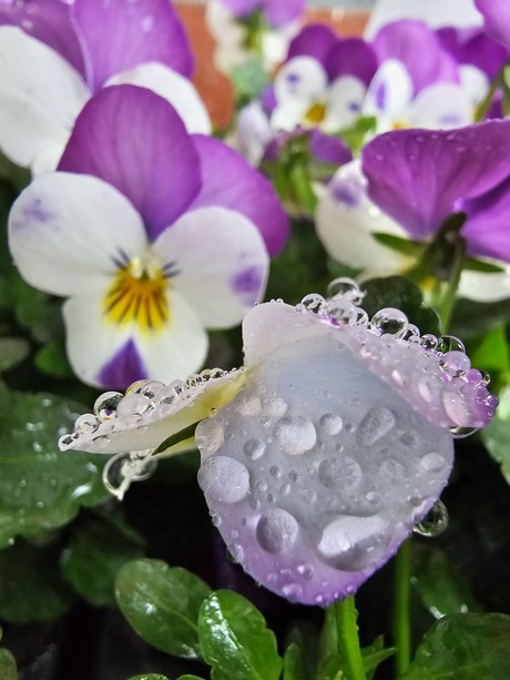 Waterparels op een viooltje 