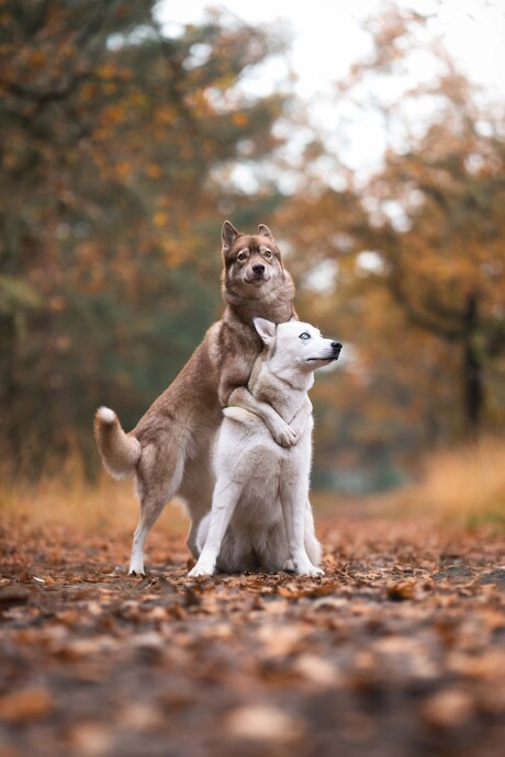 Hug time voor de honden