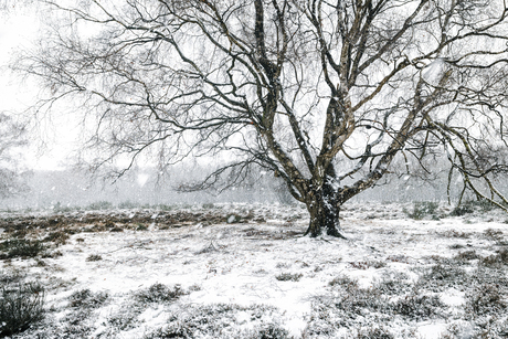 Sneeuwbuien op de hei