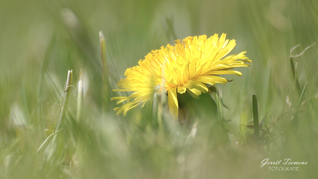 Close-up Paardenbloem