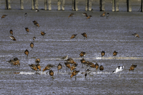 IJslandse Grutto's op bezoek