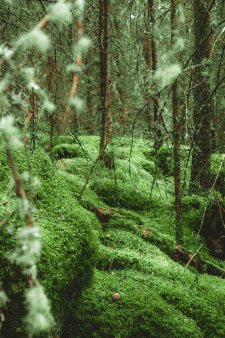 Opzoek naar een bevroren waterval (poging tot)