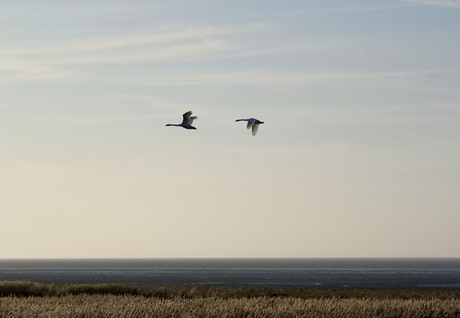 Vreemde vogels in de kwelder