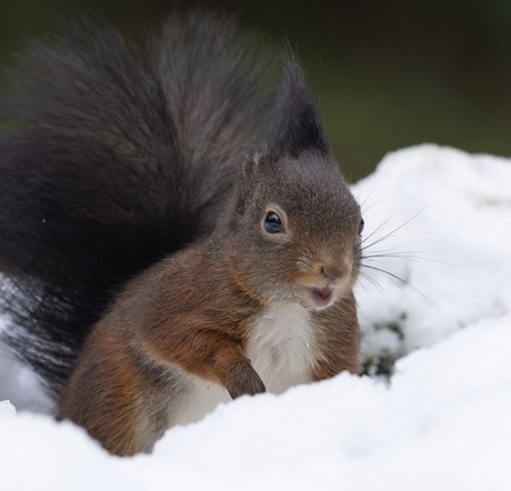 Op een sneeuw tapijtje