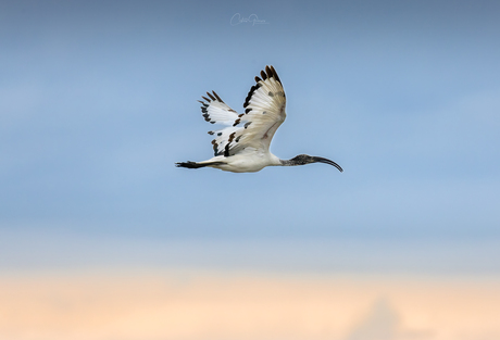 Flying above the sunset African Sacred Ibis- Heilige Ibis