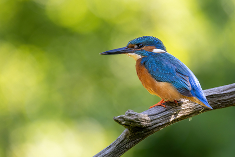 Ijsvogel