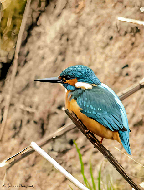 De ijsvogel